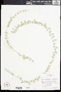 Dischidia ruscifolia image