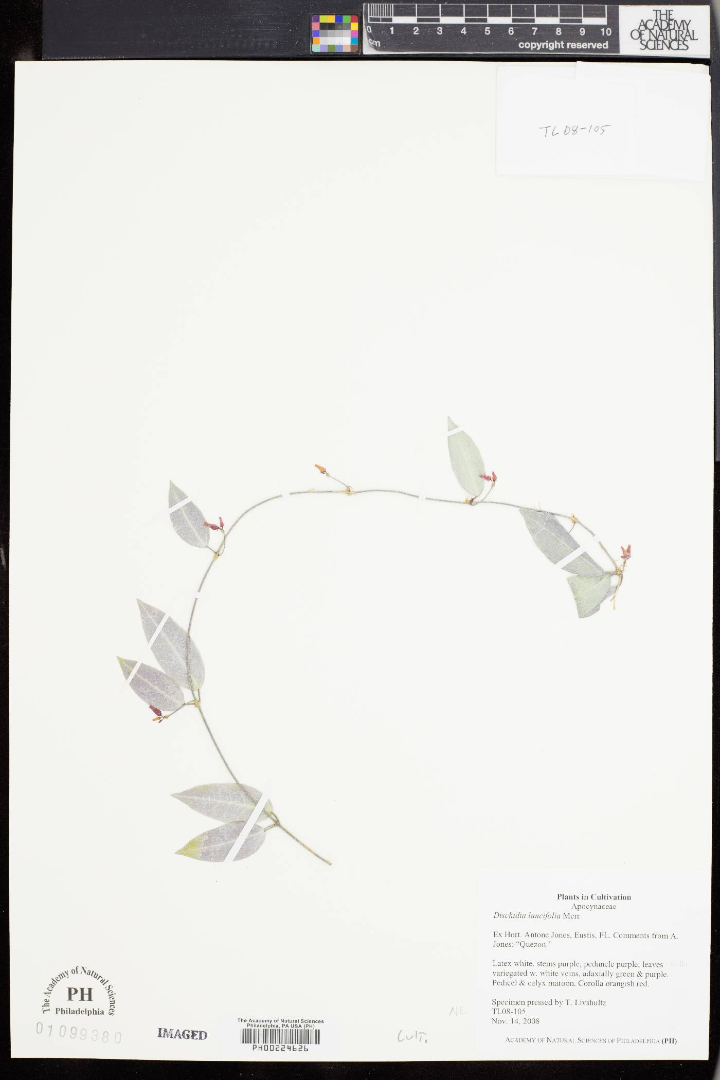 Dischidia lancifolia image