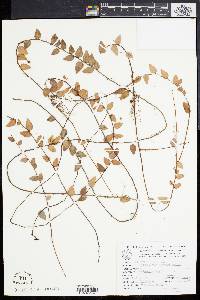Sphyrospermum cordifolium image