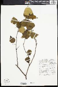 Image of Homalanthus populneus