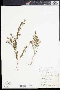 Image of Phyllanthus liebmannianus