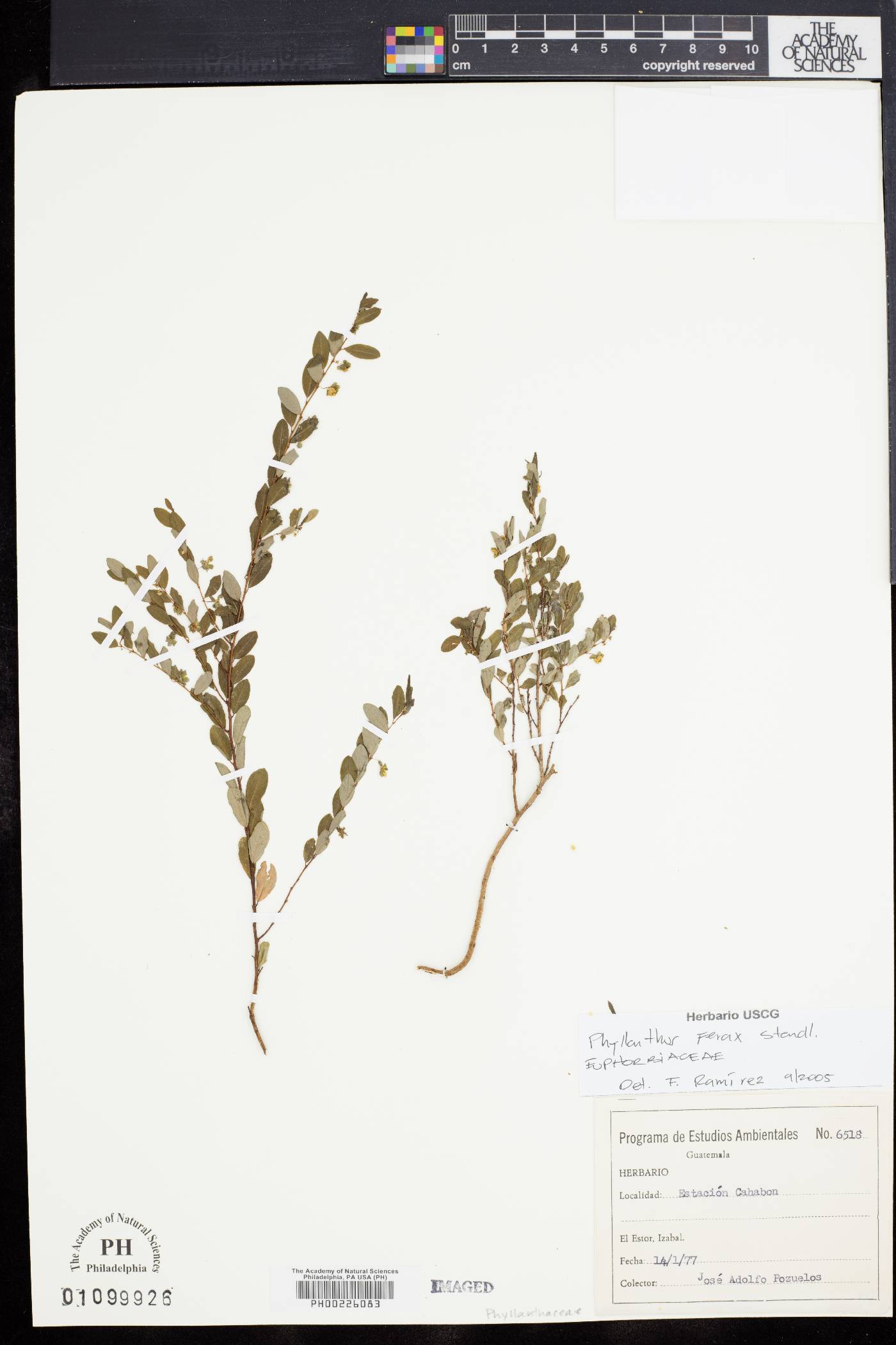 Phyllanthus liebmannianus image