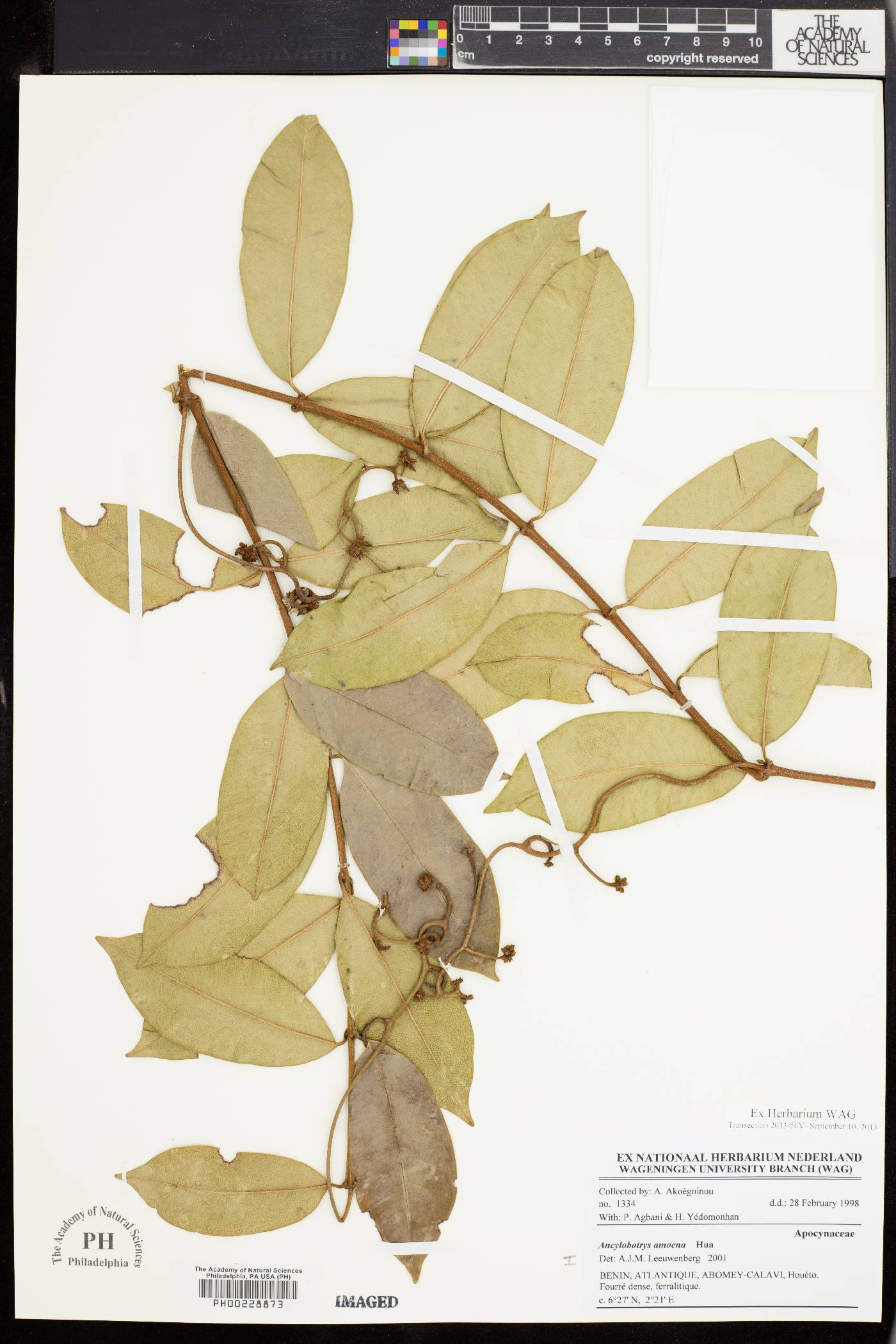 Ancylobothrys amoena image