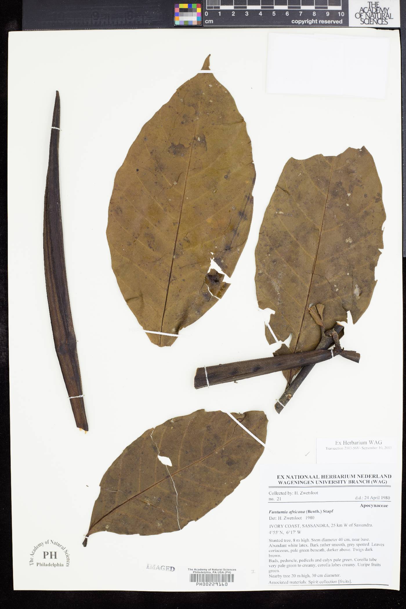 Funtumia africana image