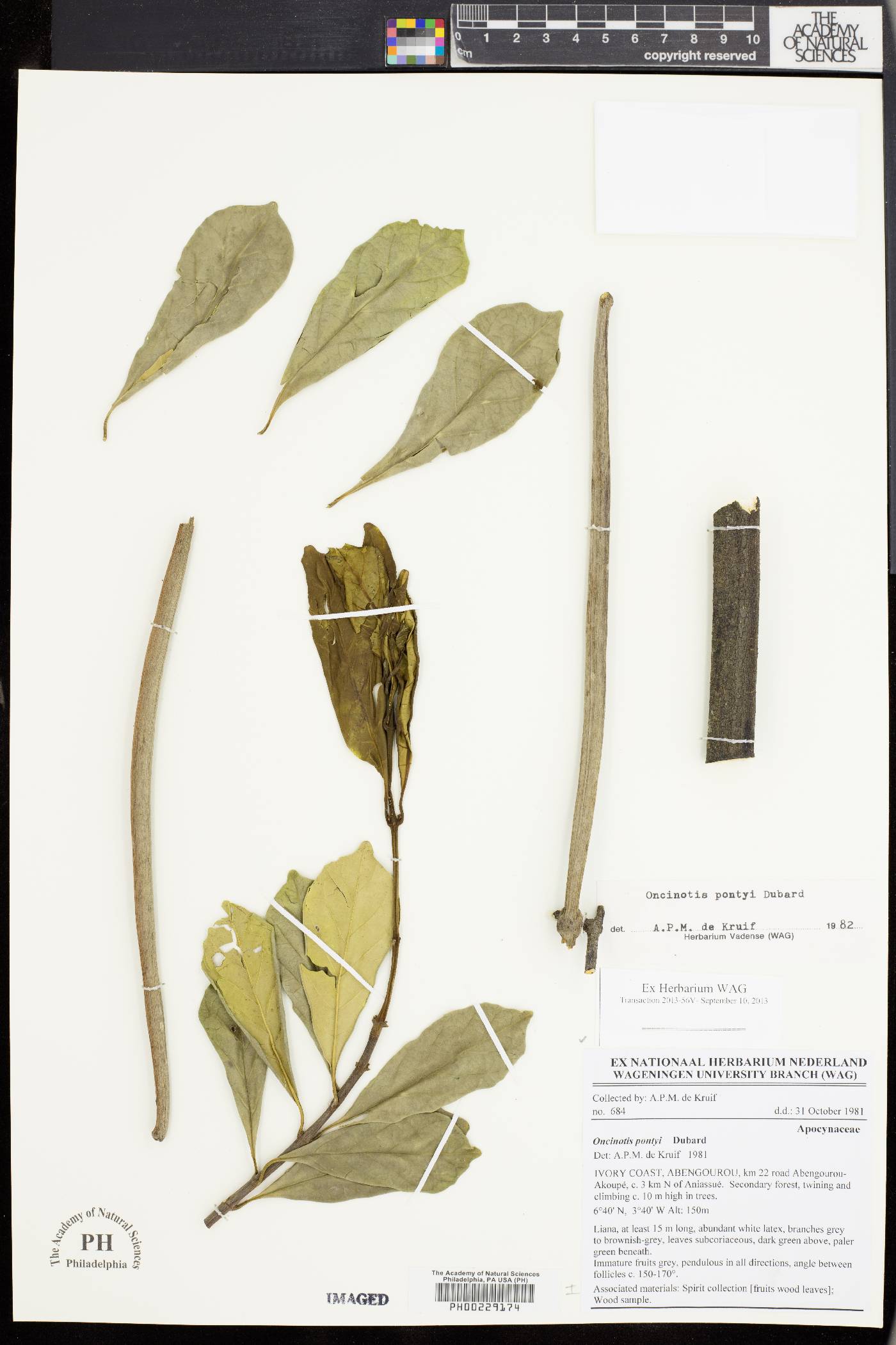 Oncinotis pontyi image