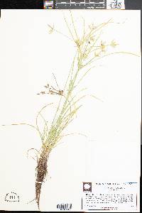 Cyperus compressus image