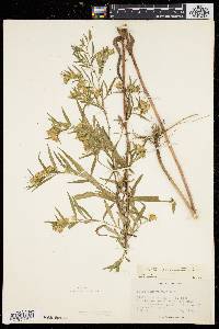 Aster schreberi image