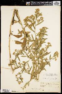 Symphyotrichum lanceolatum var. lanceolatum image