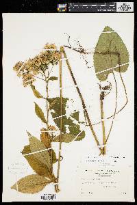Aster schreberi image