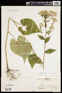 Aster schreberi image