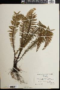 Asplenium platyneuron var. bacculum-rubrum image