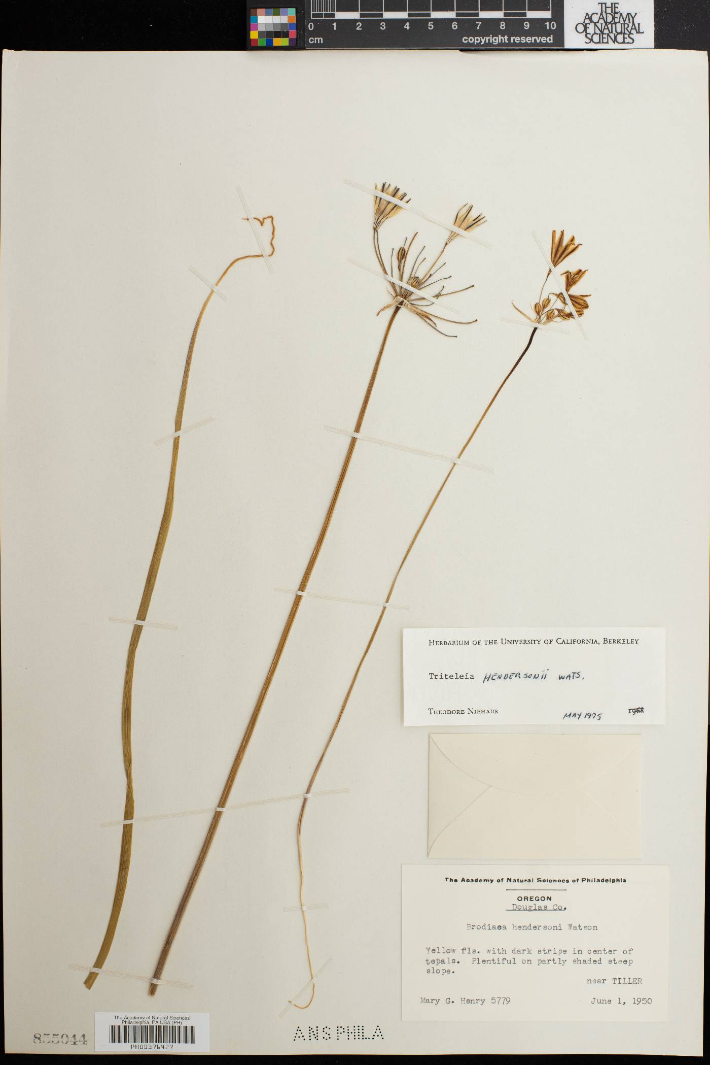 Triteleia hendersonii image