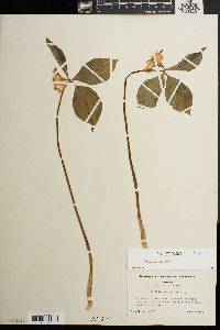 Trillium catesbaei image