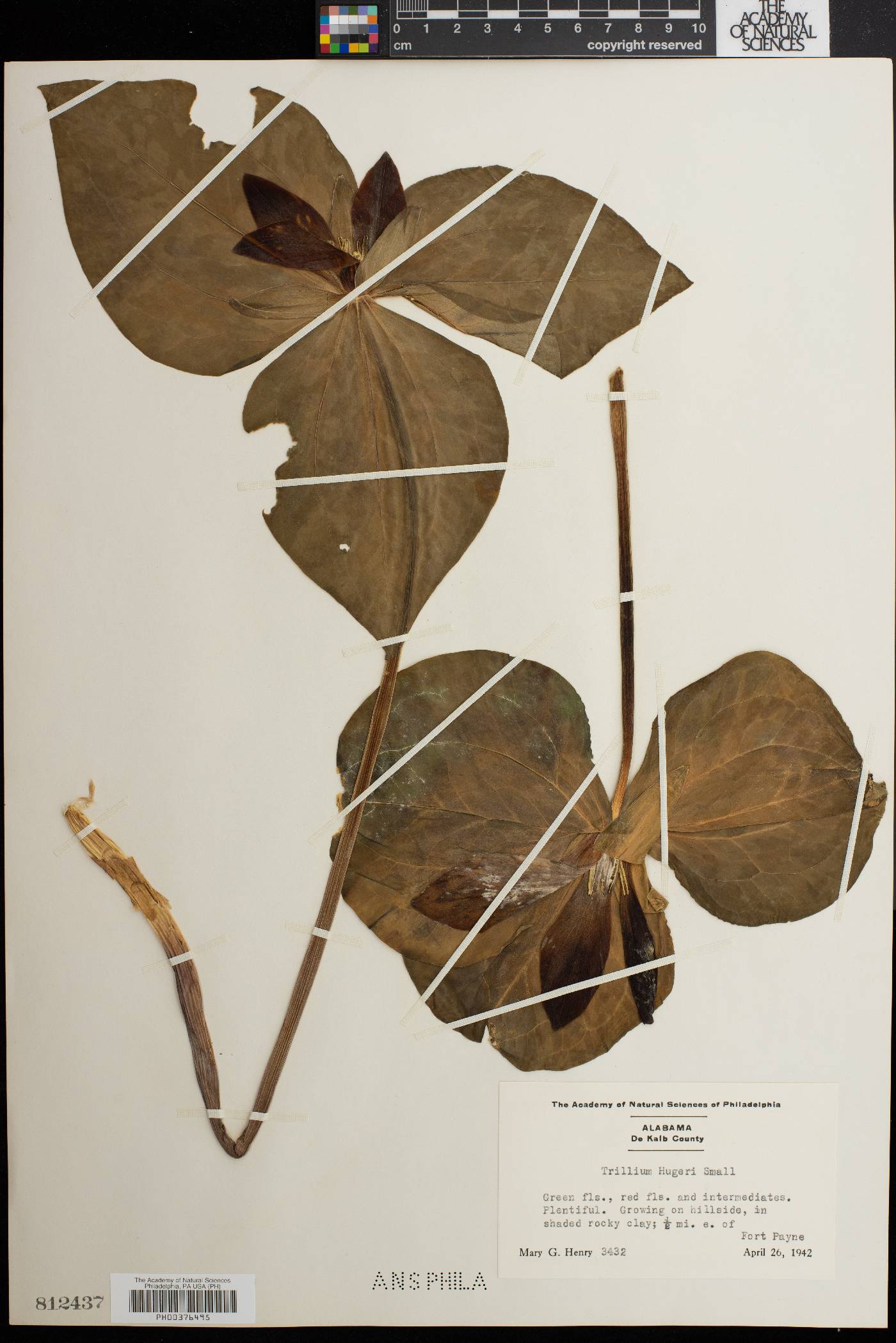 Trillium hugeri image