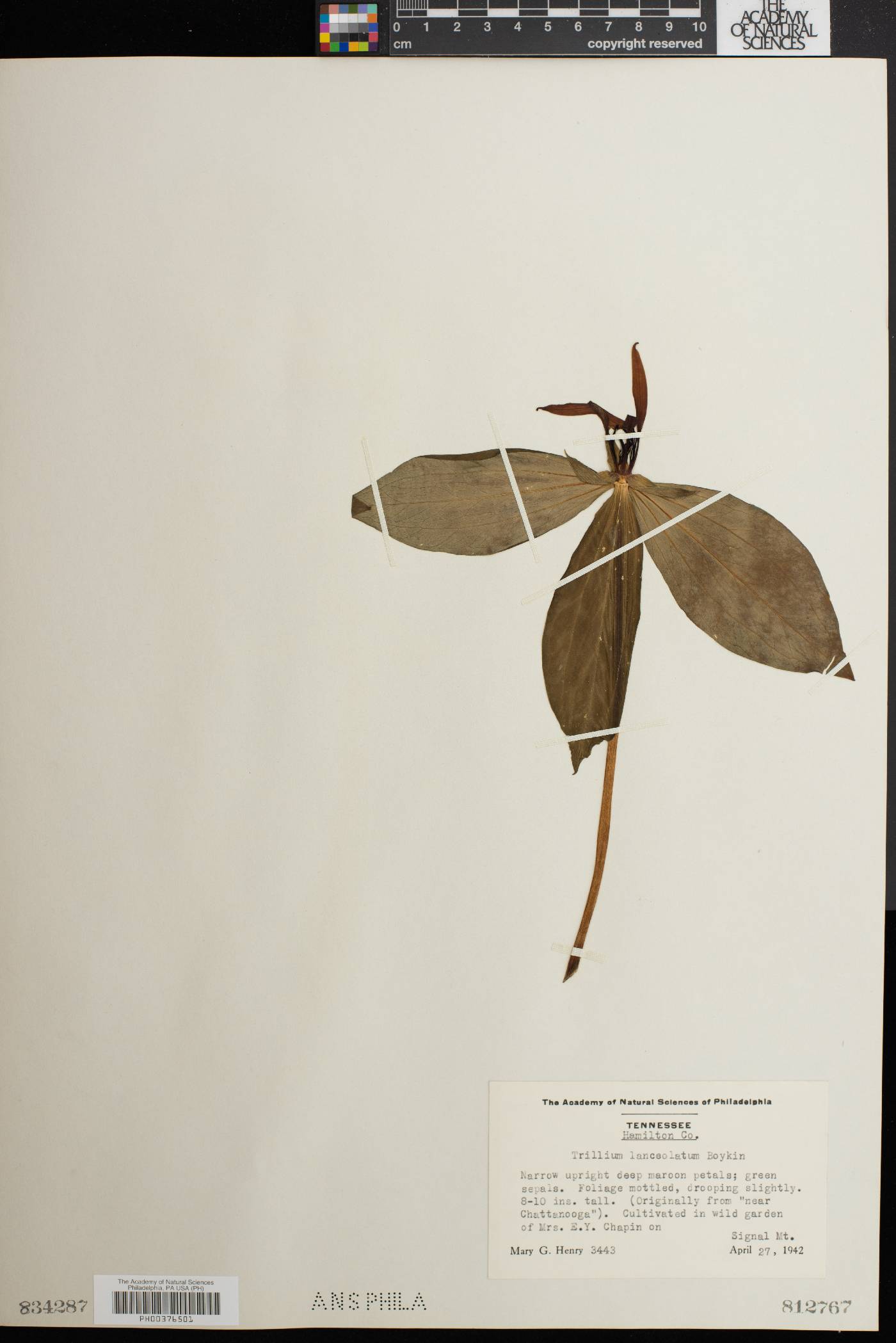 Trillium lanceolatum image