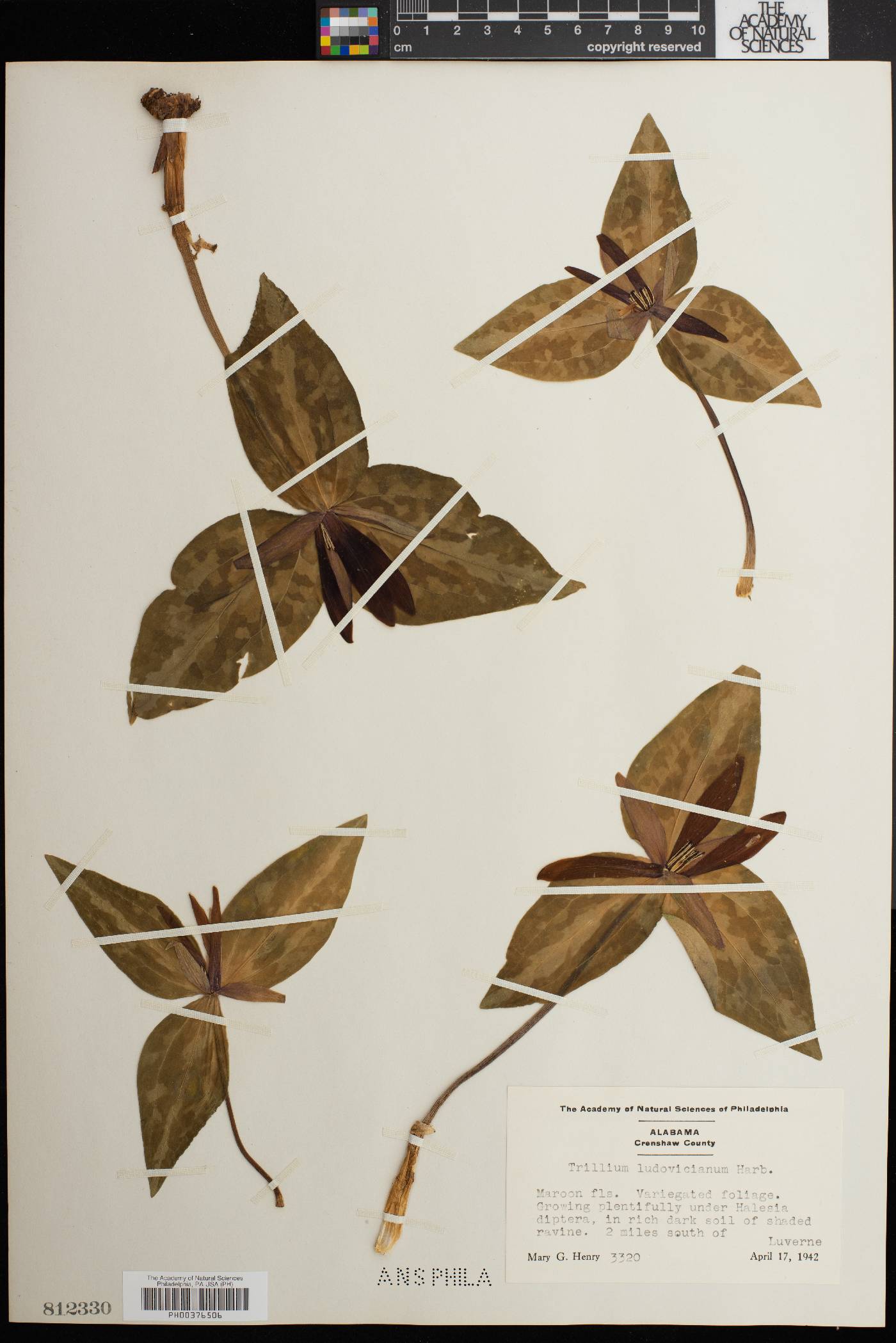 Trillium ludovicianum image