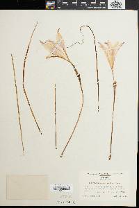 Zephyranthes atamasco image