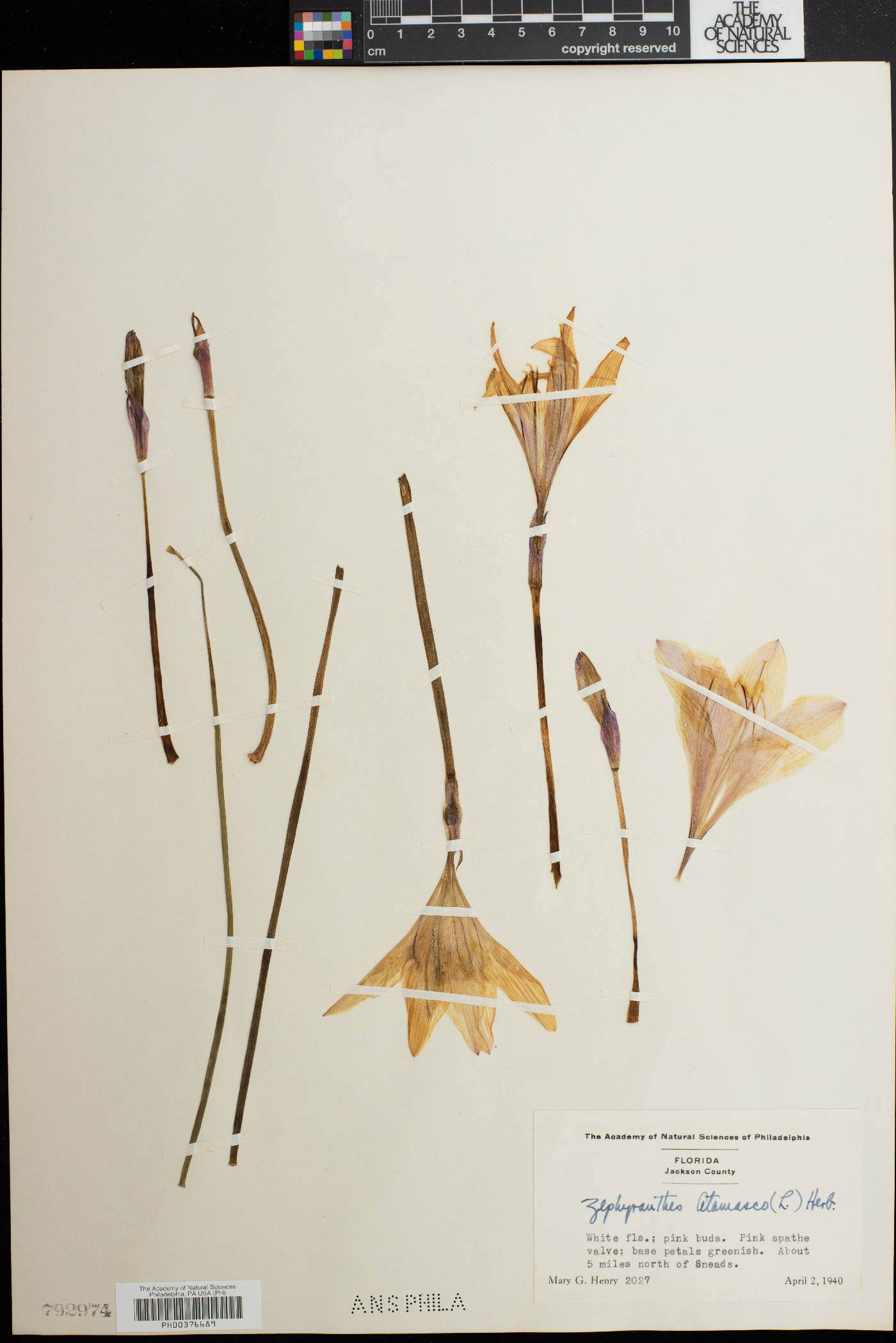 Zephyranthes atamasco image