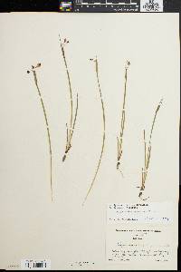 Sisyrinchium mucronatum image