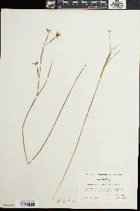 Sisyrinchium atlanticum image