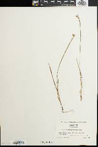 Sisyrinchium mucronatum image