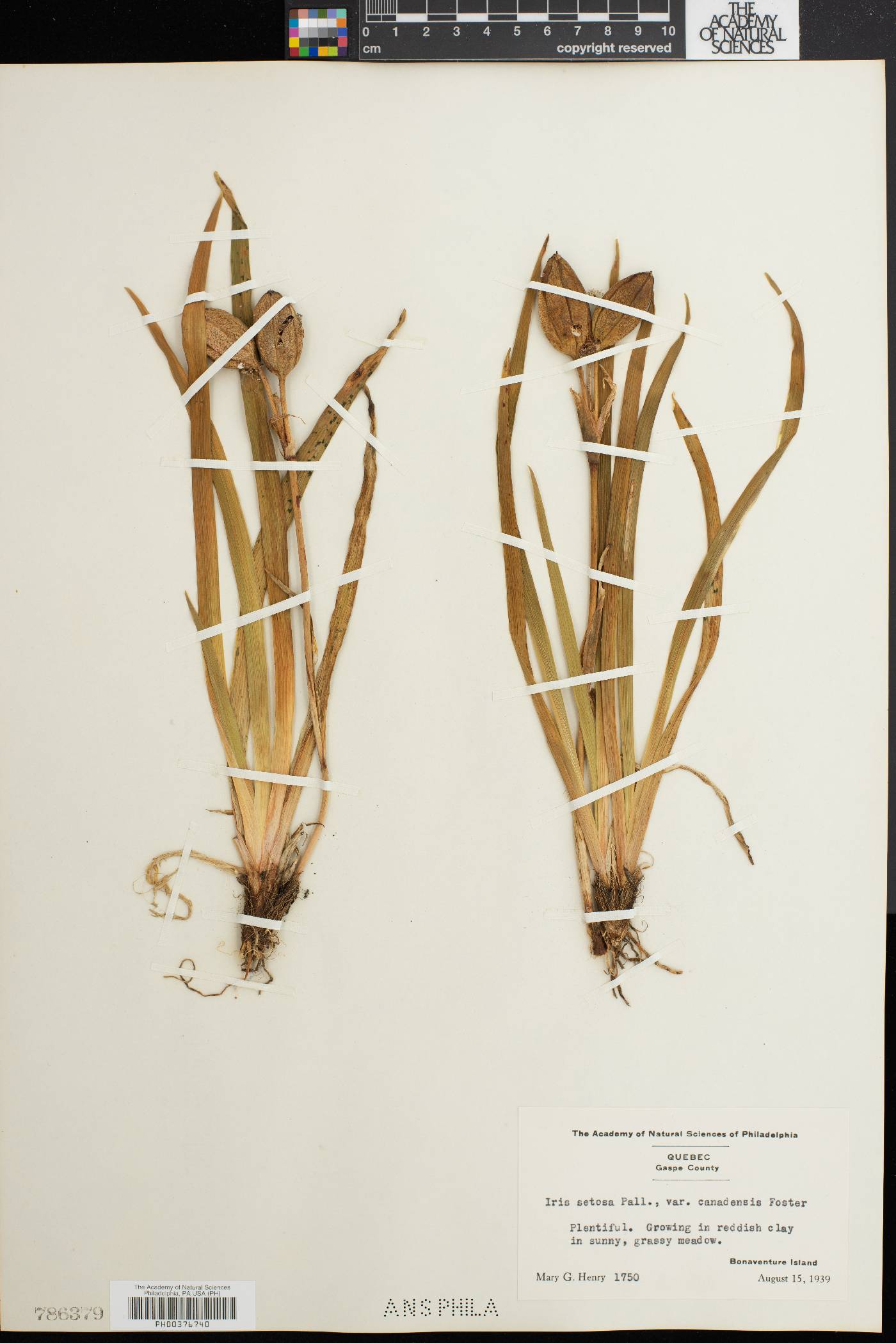 Iris setosa var. canadensis image
