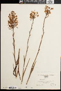 Platanthera ciliaris image