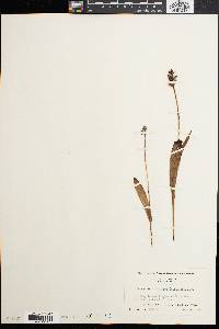 Platanthera clavellata image