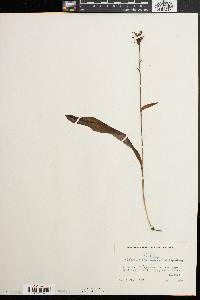 Platanthera clavellata image