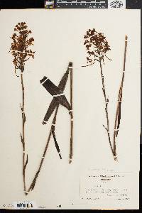 Platanthera blephariglottis var. conspicua image