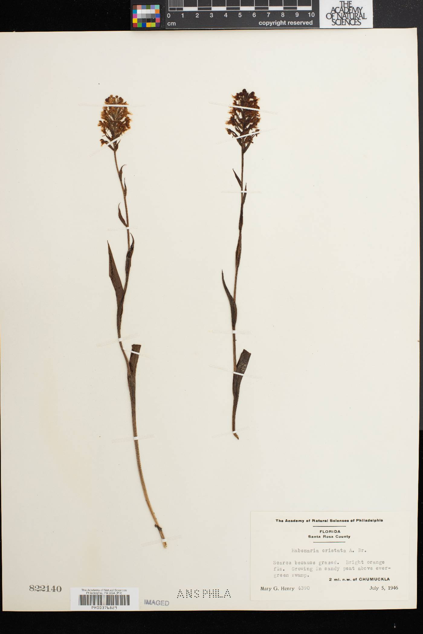 Platanthera cristata image