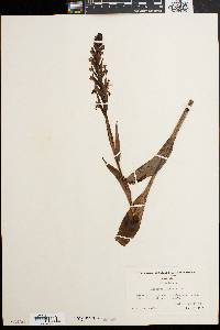 Platanthera lacera image