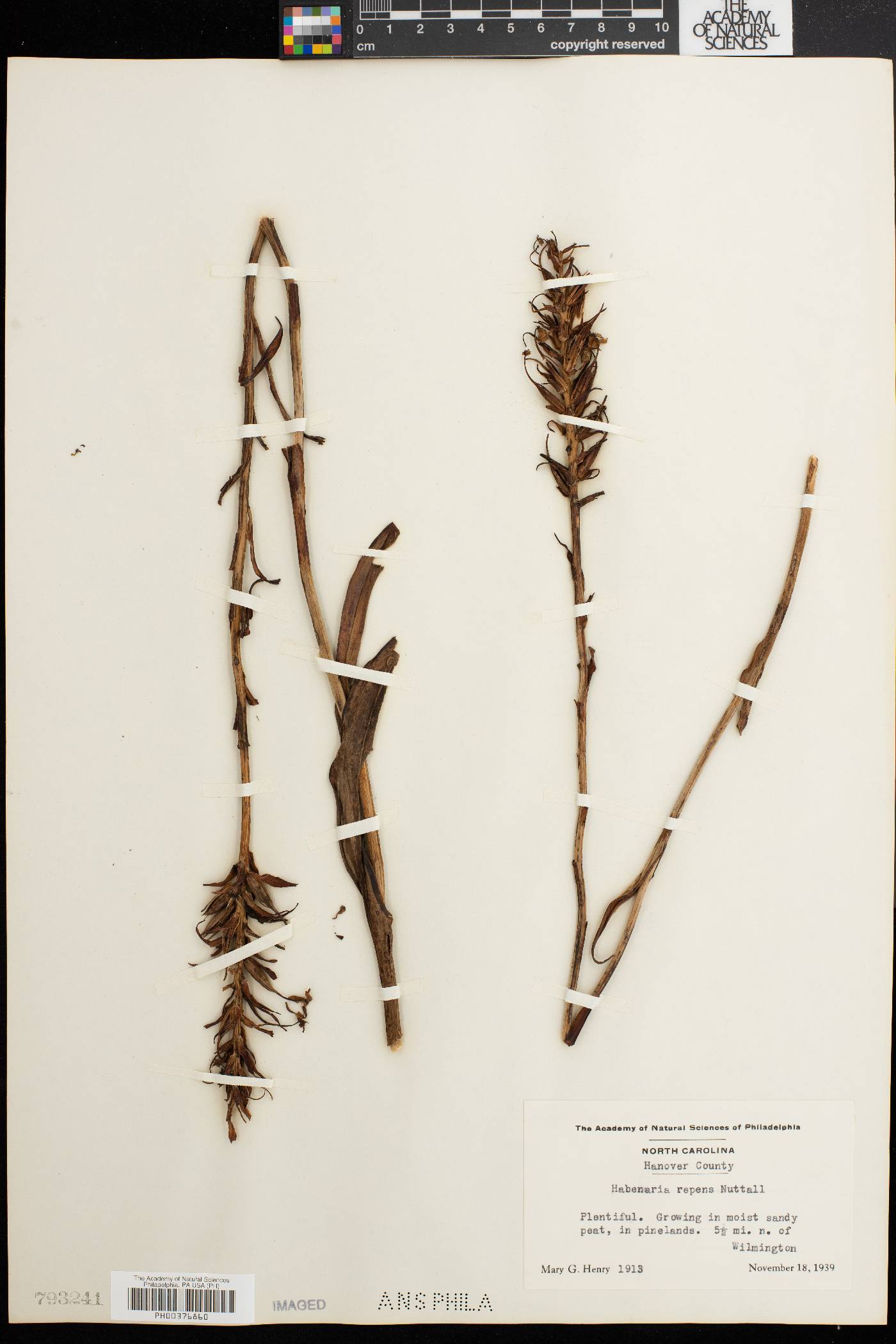 Habenaria repens image