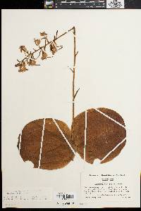 Platanthera macrophylla image