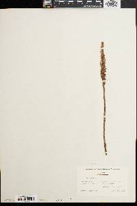 Spiranthes cernua image