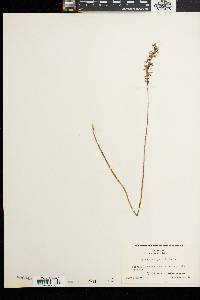 Spiranthes lacera var. gracilis image