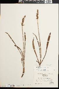 Spiranthes cernua image