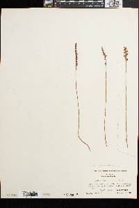 Spiranthes tuberosa image