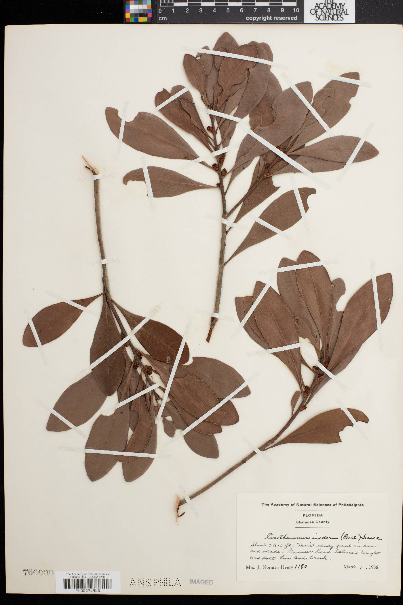 Cerothamnus inodorus image