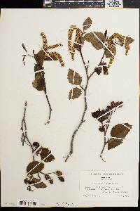 Alnus sinuata image