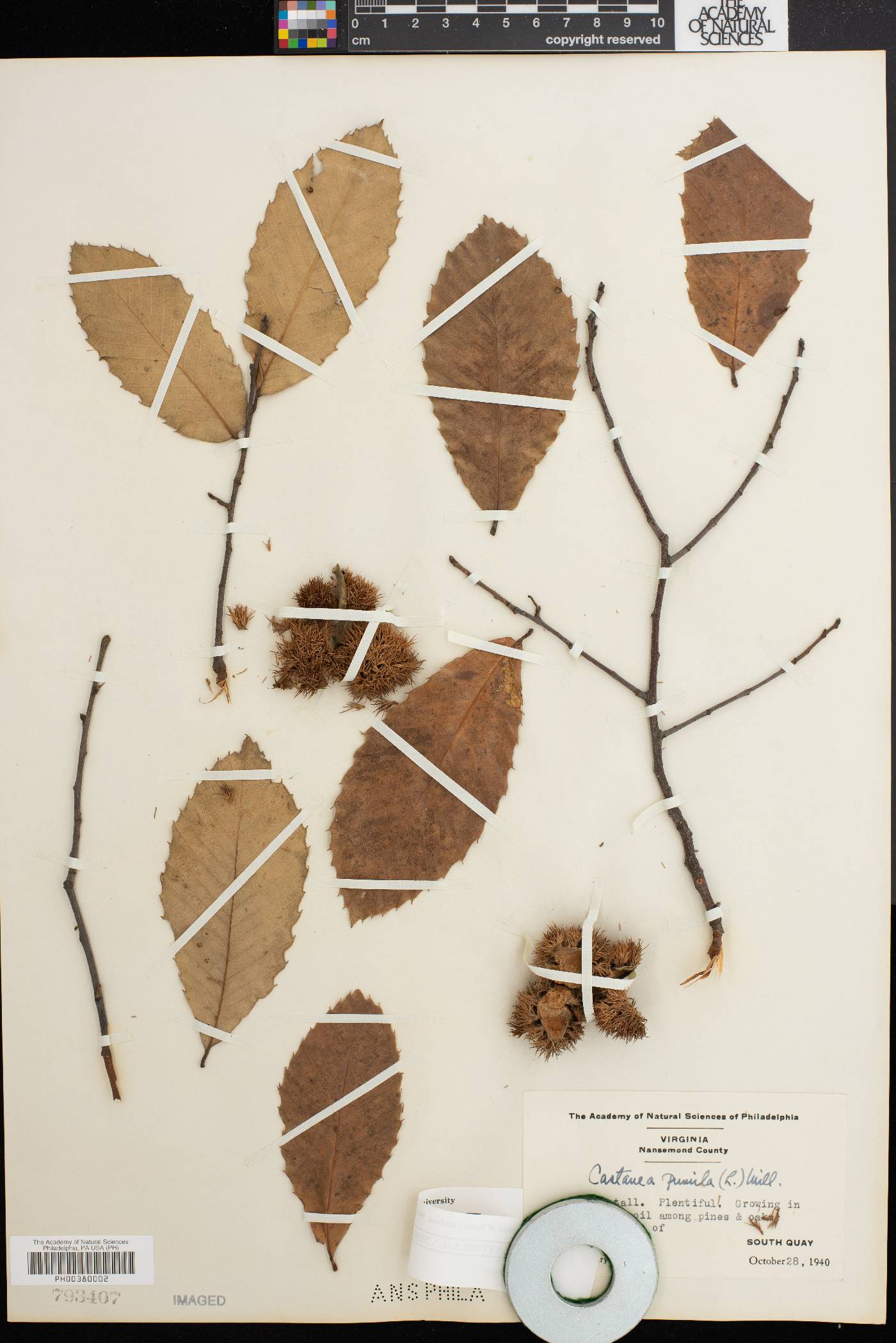Castanea pumila var. pumila image