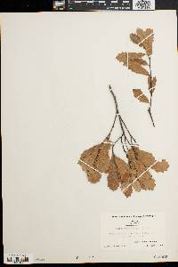 Quercus minima image