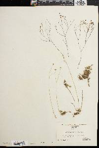 Sabulina caroliniana image