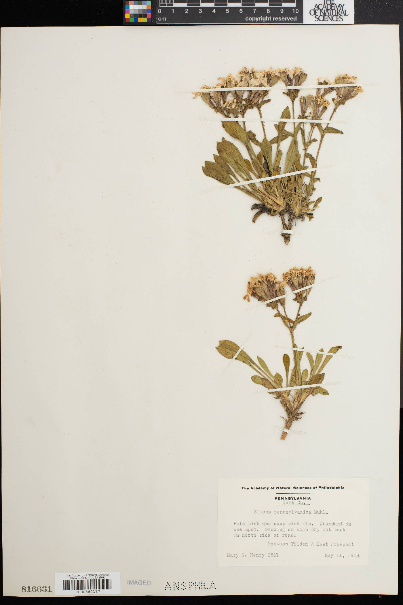 Silene caroliniana image