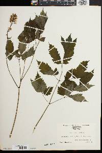 Actaea alba image