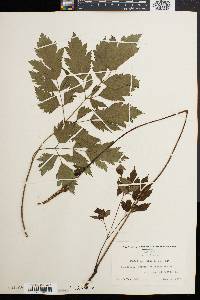 Actaea racemosa image