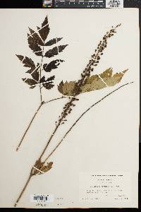 Actaea racemosa image