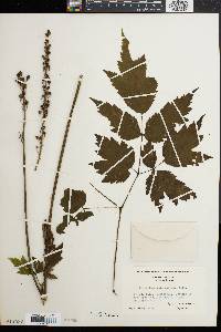 Actaea racemosa image