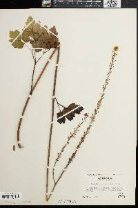 Actaea racemosa image