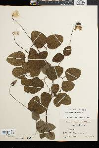 Clematis reticulata image